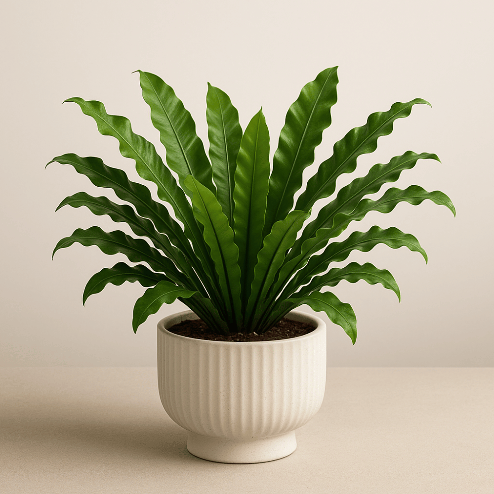 Plants with Pot